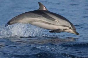 nager avec les dauphins