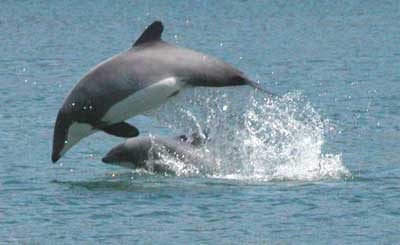 nager avec les dauphins