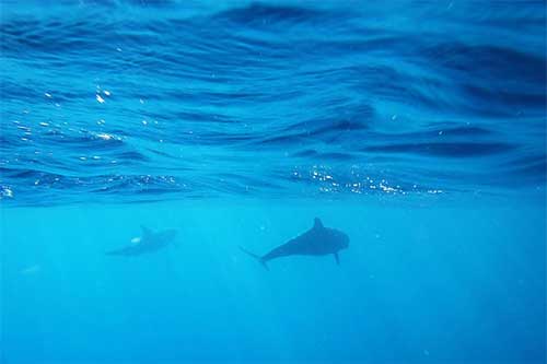 nager avec les dauphins