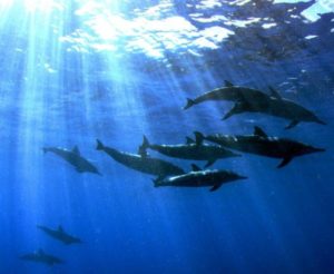 nager avec les dauphins