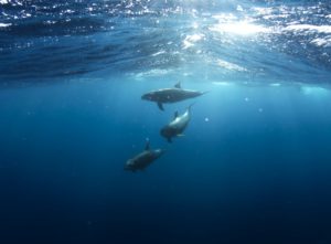 nager avec les dauphins