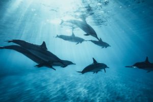 nager avec les dauphins