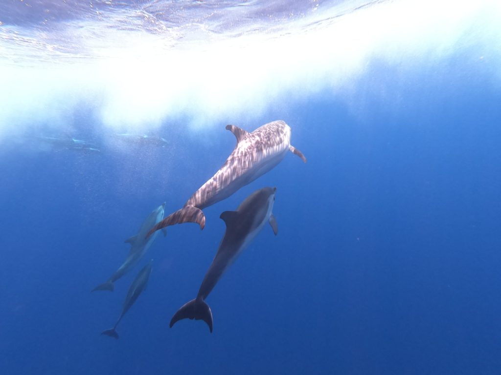 nager avec les dauphins