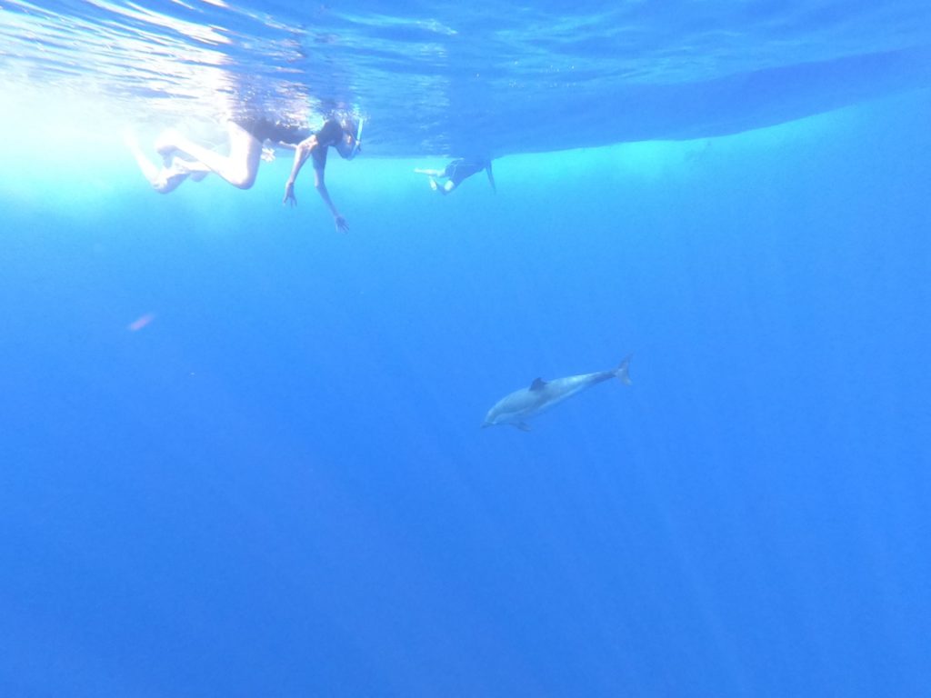 nager avec les dauphins