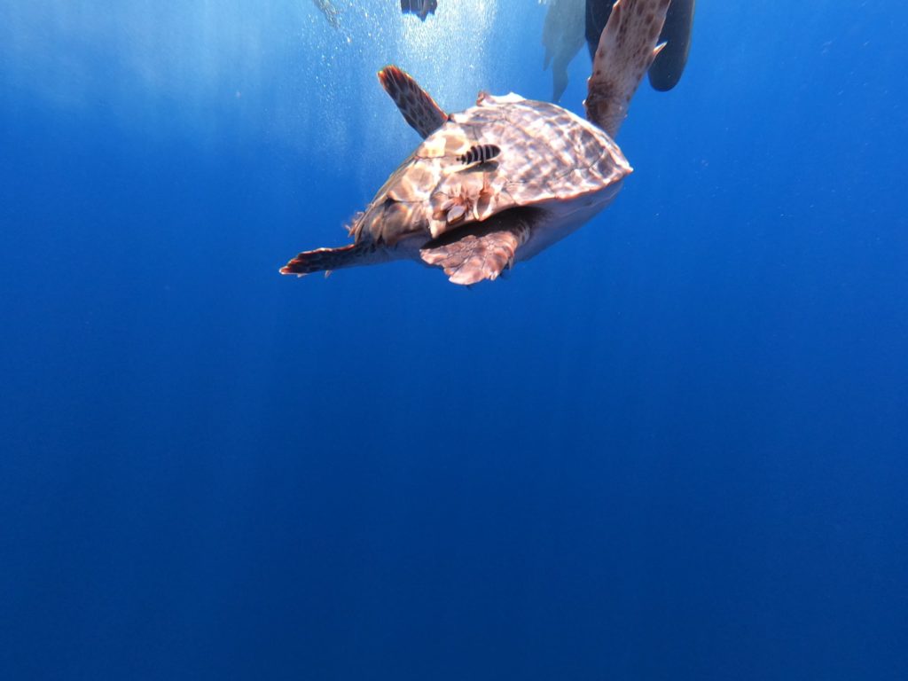 nager avec les dauphins