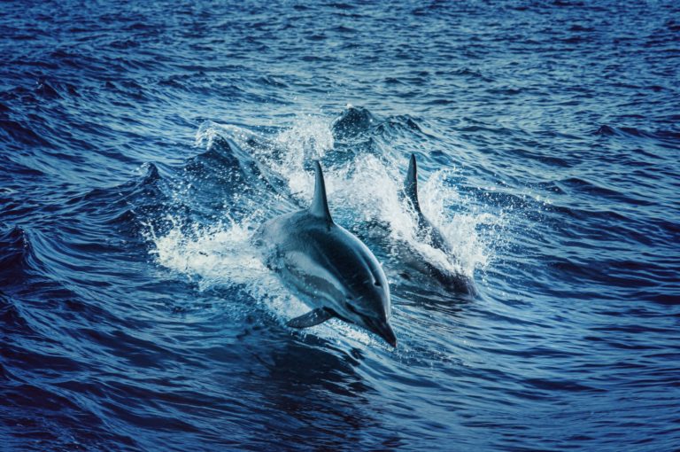 Des drones pour observer et recenser les dauphins et baleines
