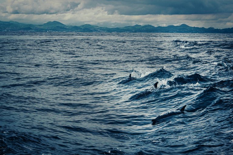 La marine russe déploie des unités de dauphins en mer Noire