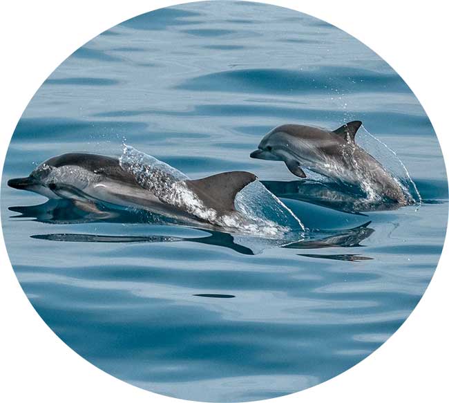 echouage dauphins