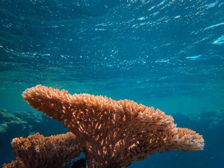 corail sri lanka