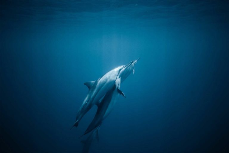 Les dauphins de Méditerranée