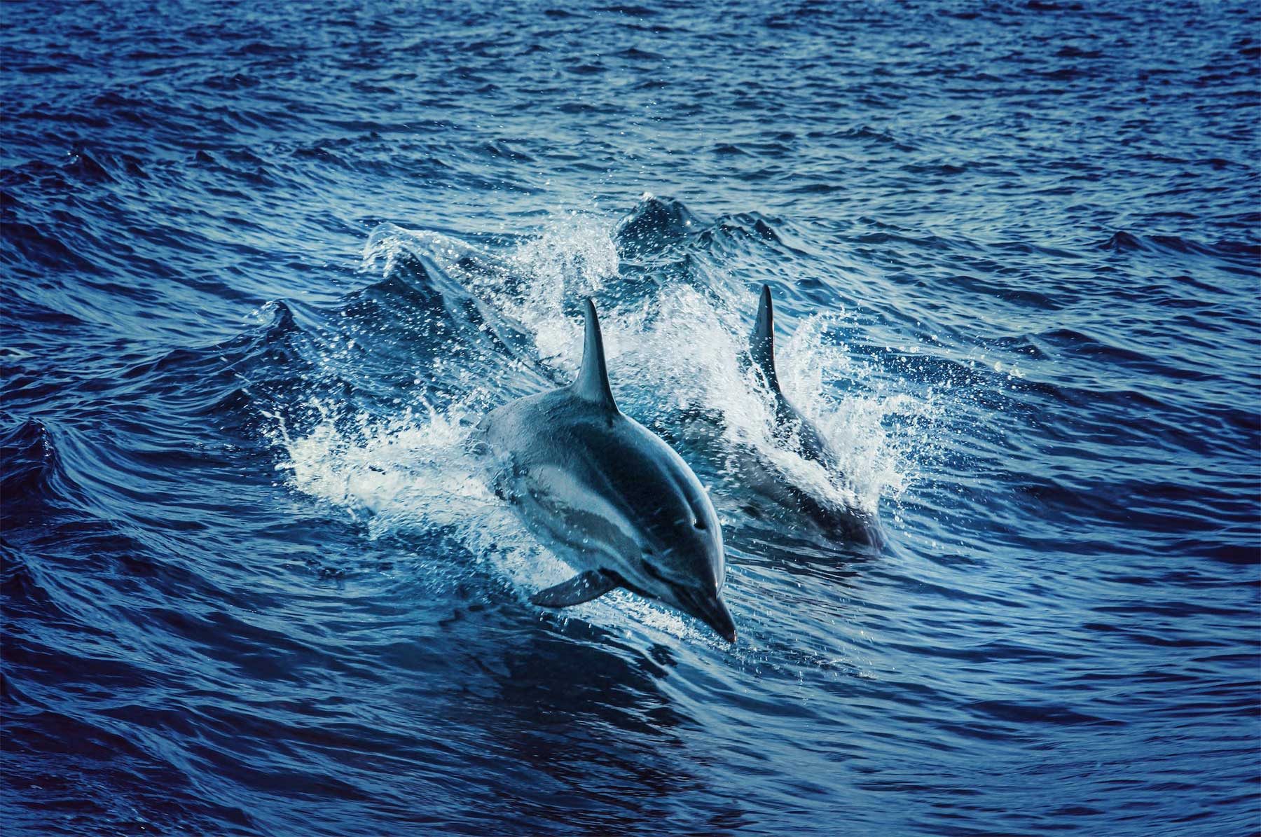 dauphins mediterranée